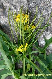 Image result for Sisymbrium burchellii