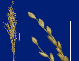 Image result for Urochloa reptans