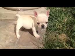 The teacup french bulldog is a very lovable dog. Where To Find Teacup French Bulldog Puppies For Sale Dogable