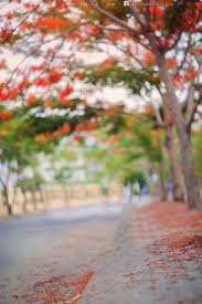 Nature Background Hd Images For Photoshop Editing Hello friends, welcome back to nsb pictures today i have bought all new hd background for picsart for you all.