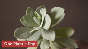 Image result for Kleinia sp.no.1