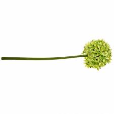 Maybe you would like to learn more about one of these? Ornamental Onion Allium Silk Flower Artificial Ball Leek Green O20cm L72cm 11912 Buy Online