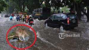 Layari www.doctoroncall.com bagi maklumat tentang jenis penawar kencing tikus. Banjir Waspadai Virus Kencing Tikus Yang Bisa Menular Ini Imbauan Kadiskes Denpasar Halaman 2 Tribun Bali