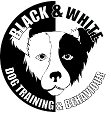 black and white dog training and behaviour black and white dog training and behaviour