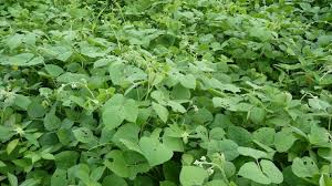 Image result for Lablab