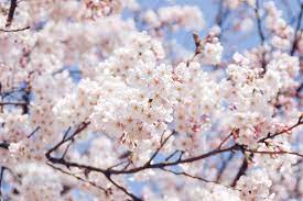 Cherry Blossom Season In Korea Where To Go And What To Do Go Go Hanguk