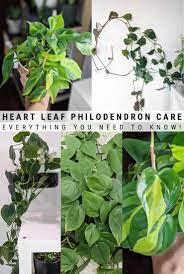 Heart Leaf Philodendron Care Brasil Philodendron And Propagation Tips Heart Leaf Philodendron Philodendron Care Philodendron Plant
