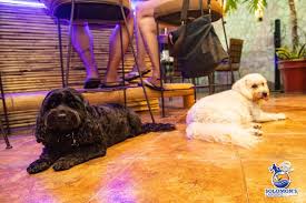 And on the second day, dog made taco tuesday. Cabo S Dog Friendly Restaurants Bars Cabo Real Estate Services Best Real Estate Website