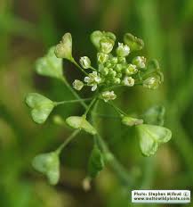 Image result for Capsella