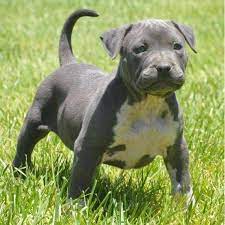 Pets Arkansas Free Classified Ads Pitbull Puppies Pitbulls Beautiful Dogs