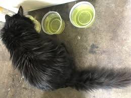 How to brush cats teeth youtube. The Best Cat Toothpaste Toothbrush And Dental Treats In 2021