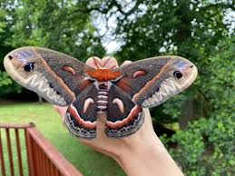Image result for Cecropia