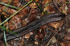 Image result for Amblygonocarpus