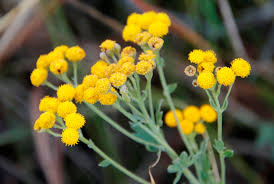 Image result for Schistostephium crataegifolium