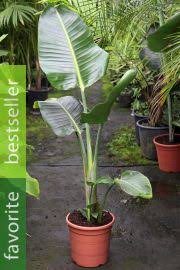 Image result for Strelitzia caudata