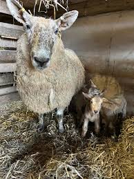 It's lambing...