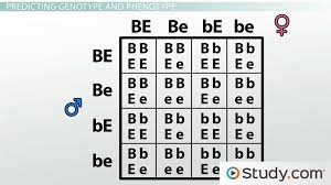 Feb 26 2021 02:59 pm. Mendel S Dihybrid Cross Example Practice Ratio Video Lesson Transcript Study Com