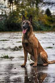 The Malinois Is A Medium To Large And Square Proportioned Dog In The Sheepdog Family Malinois Puppies Belgian Malinois Dog Belgian Malinois Puppies