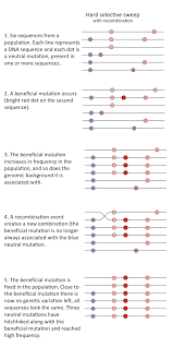 The recombination frequency is calculated by taking the number of i'm not sure how the mapping process is done, but in order to find a locus on a chromosome map, geneticists analyze the recombination data. Find Recombination Frequency Summarized By Plex Page Content Summarization