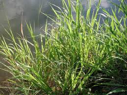 Image result for Panicum maximum