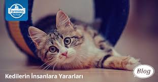 Farmina Pet Foods Farmina Blog Kediler Hakkinda Hersey