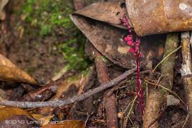 Image result for Gymnosiphon