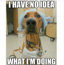 Dr Dog With Stethoscope