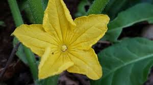 Image result for Cucumis maderaspatanus