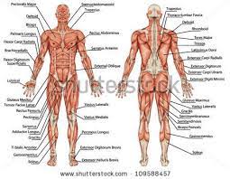 The organs, muscles, and other contents of the torso are supplied by nerves, which mainly originate as nerve roots from the. How To Pass The Nasm Exam Body Muscle Chart Human Body Muscles Muscle Anatomy