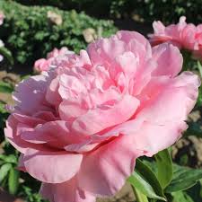 Пион фейтфул дрим - 67 фото