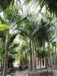 California palm nursery is your southern california palm source! Gregory Palm Farms King Palms Locally Grown In Orange And San Diego County By The Gregory Palm Farms 714 814 8525