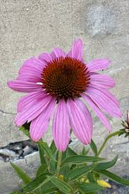 Image result for Echinacea purpurea `Magnus`