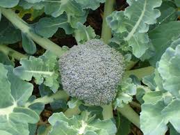 The broccoli will have an undesirable flavor if you let it go too corn is ready to pick when the tasells, or silks that come out of the top of the ear start to turn brown. Growing Broccoli In Australia Sub Tropical Climate