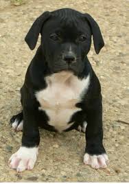 Meet some mighty american bulldogs in this video Picture Of Black American Bulldog Puppy With White Stomach Png 1 Comment