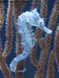 Caribbean Pygmy Seahorse Scientific Name Hippocampus Zoestrae Seahorse Seahorse Image Sea Animals