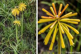 Image result for Kniphofia grantii
