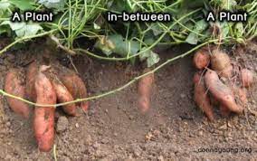 How long do i have to harvest my potatoes? Harvesting Sweet Potatoes