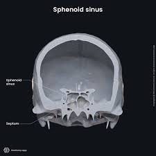 Image result for Sphenoid Bone