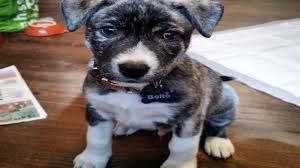 The pitbull husky mix is a crossbreed between an american pitbull terrier and a siberian husky. Pitbull Husky Mix Pitsky Pitbull Husky Mix Info And Care