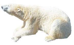 Polar Bear Png Image Polar Bear Polar Bear