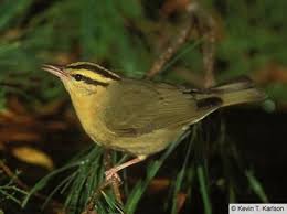 Small Bird With Yellow Stripe On Head Worm Eating Warbler Identification All About Birds Cornell Lab Of Ornithology Birds Bird Life List North American Wildlife