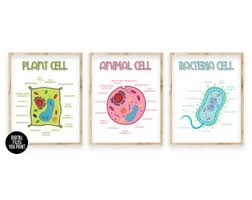 Plant cell poster board project. 3bduttbest Ppm