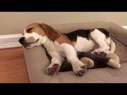 Overstock.com has been visited by 1m+ users in the past month Waiting For Dinner With Funny Captions By Oliver The Beagle Youtube Beagle Puppy Beagle Dog Puppies