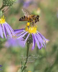 Honey Bee Photo Nature Wall Art Flying Bee Aster Flowers Macro Insect Photography Print Honey Bee Photos Bee Photo Insect Photography