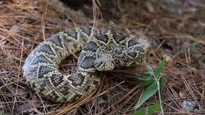 Rattlesnake Rattlesnakes Crotalus Adamanteus Eastern Diamondback Diamond Back Eastern Diamondback Rattlesnake Diam Poisonous Snakes Rattlesnake Reptile Snakes