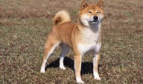 Shiba inu shib price in usd, eur, btc for today and historic market data. Shiba Inu Dog Breed Information