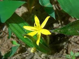 Image result for Molineria