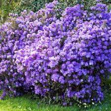 Azalea Japonica Plant Diamond Purple At Suttons Seeds Sutton Seeds Plants Ornamental Trees