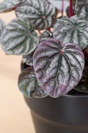 Maybe you would like to learn more about one of these? How To Propagate Peperomia 3 Proven Methods I Ve Tested