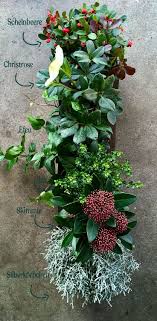 Winterblumen Balkon Pflanzen Pflanzen Winter Blumen